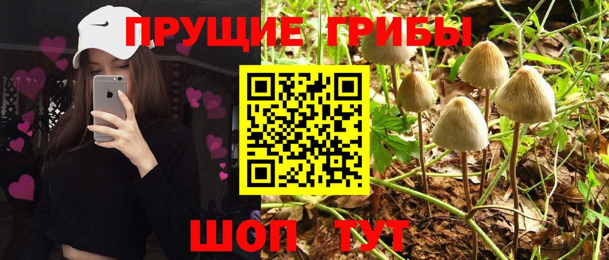 Псилоцибиновые грибы Psilocybine cubensis  Псилоцибиновые грибы мухоморы  Фролово  Вход с VPN 